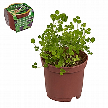 Μεγαλώστε τα δικά σας φυτά - Τυχερό τριφύλλι